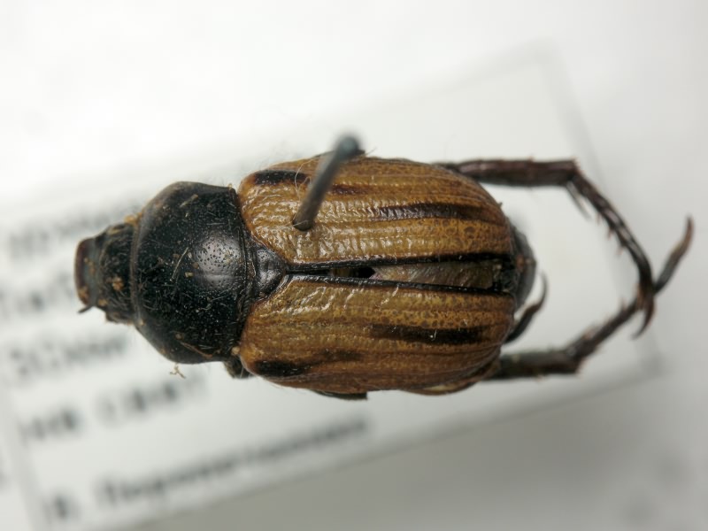 Cyriopertha massageta Kirsch, 1881